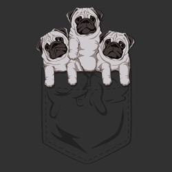 Pocket Pug