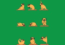 Pug Yoga