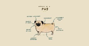 Anatomy of a Pug