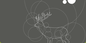 Raindeer